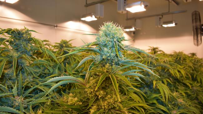 Cannabis growing at the Cann Group facility in Victoria, used for medicinal purposes and research. Picture: Cann Group