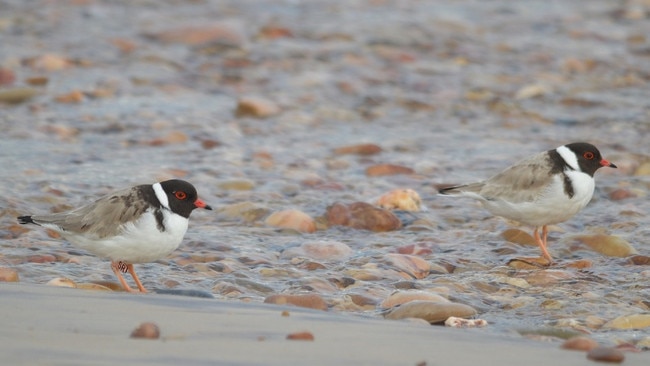 Hooded Plovers at the Aldinga Washpool creek outlet. Picture: Kerri Bartley