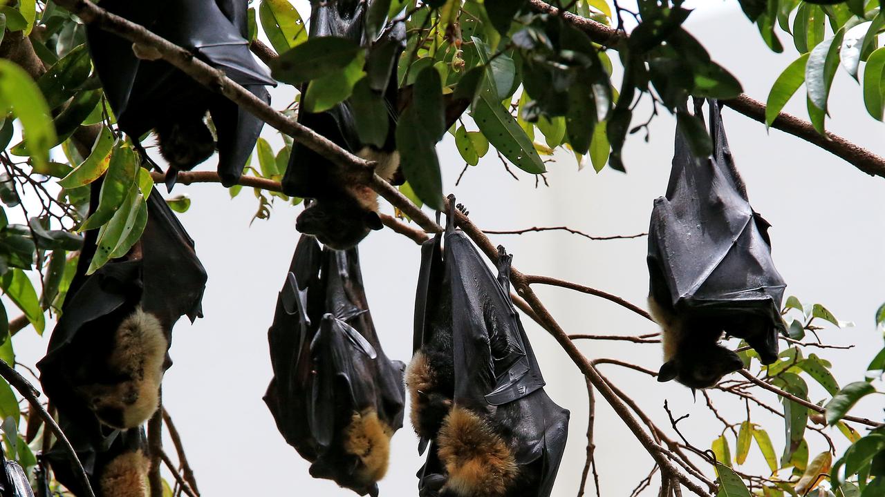 Cairns Regional Council shows it gives a flying fox with new bat orphanage  scheme