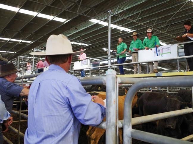 Store sales: Buyers chase young cattle