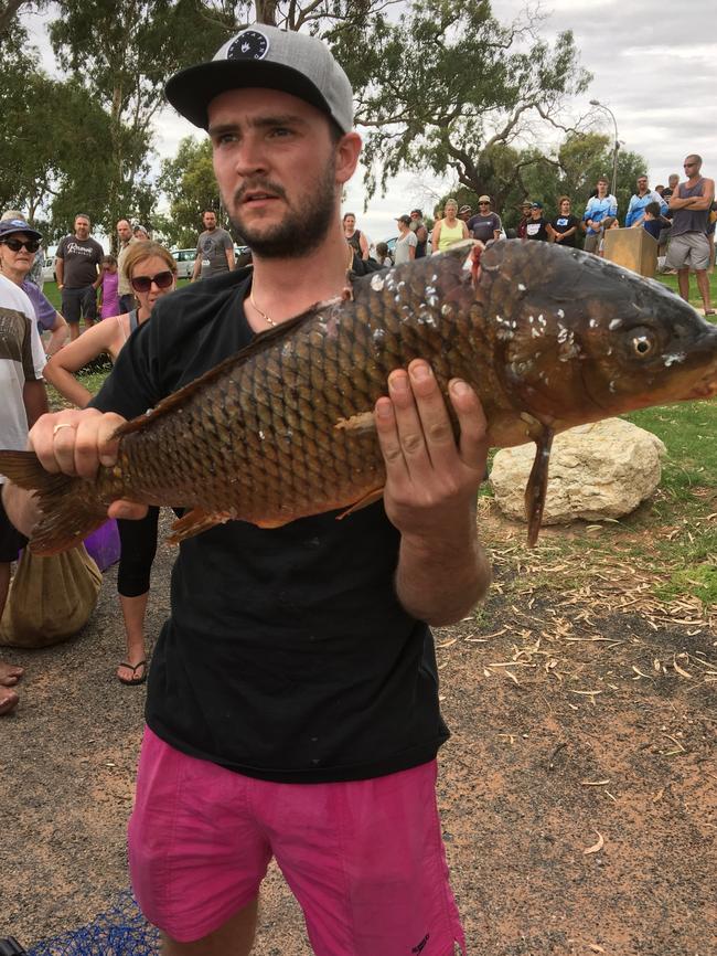 Carp Frenzy fishing at Lake Bonney saw 16,660 carp pulled in over nine hours.