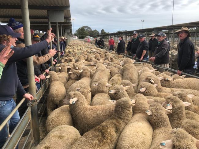 Bendigo lamb sale. Young 5 month old lambs made $332 at Bendigo today. Pic supplied Jenny Kelly.