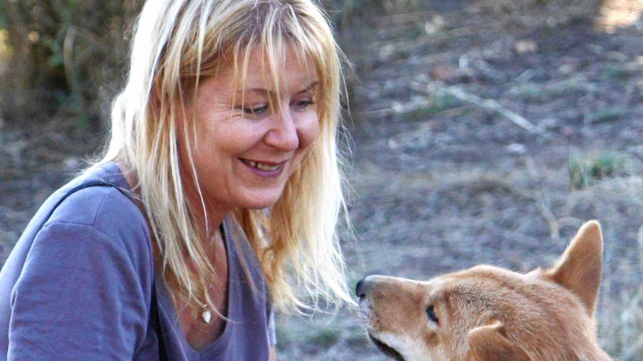 STOP BAITING: World dingo campaign’s Rainbow Beach link | The Courier Mail