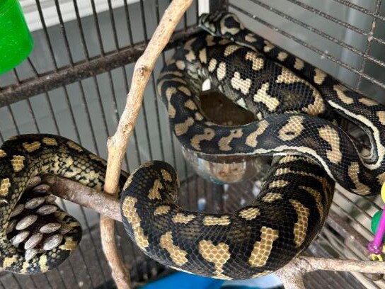 Bird-owners have been warned to triple check the cages they keep their pets in after two budgies were sadly eaten by a snake in Queensland. Picture: Facebook/Snake Catcher Dan