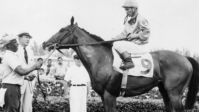 Coco Jamboo descends from Natalma, the dam of Northern Dancer (pictured), winner of 1964 Kentucky Derby champion sire.