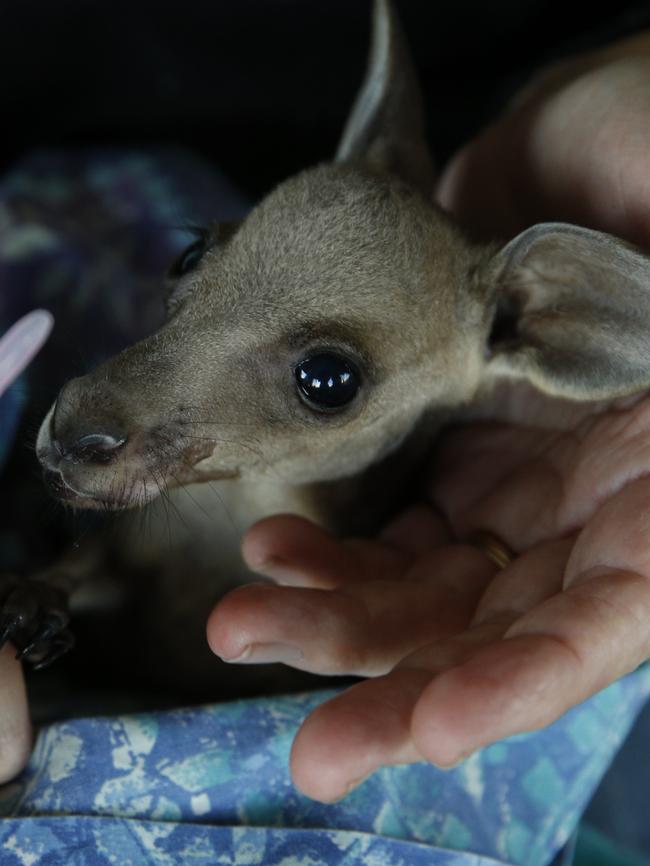 A baby kangaroo whose mother was shot is being cared for by a Dee Why expert Adrina Selles