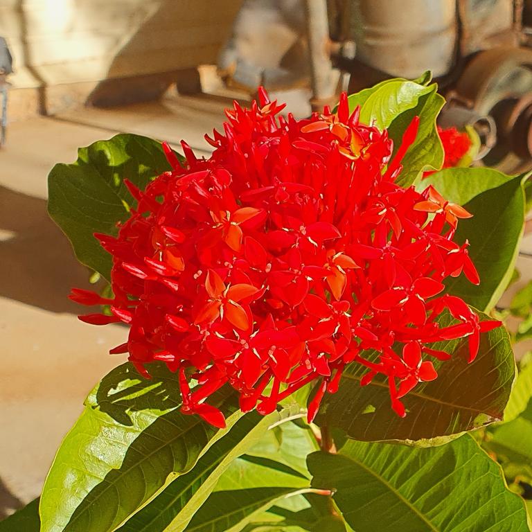 Ixora williamsii.