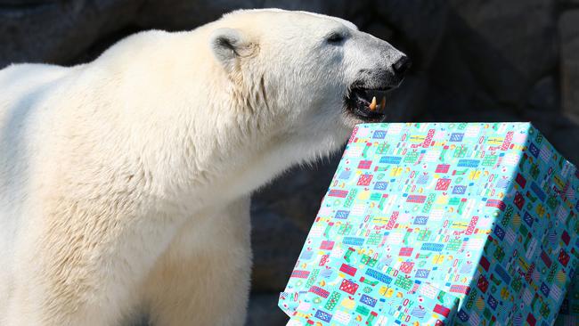 Liya the Polar Bear from Sea World on the Gold Coast gets into her Christmas presents at Polar Bear Shores. Sea World will reopen on June 26. Picture: Adam Head