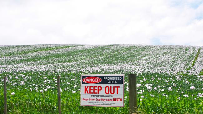 Poppy crops are in full flower in Tasmania with harvest expected to start this month.