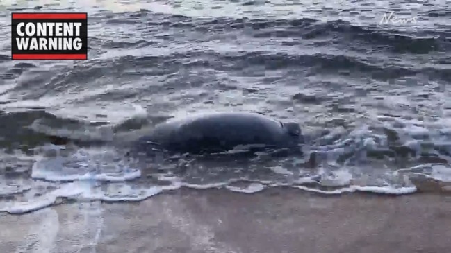 Dugong found dead on Queensland beach