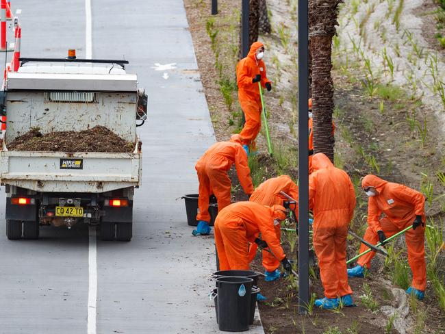 Workers rake up asbestos contaminated mulch in garden beds around Rozelle Interchange. Picture: Max Mason-Hubers