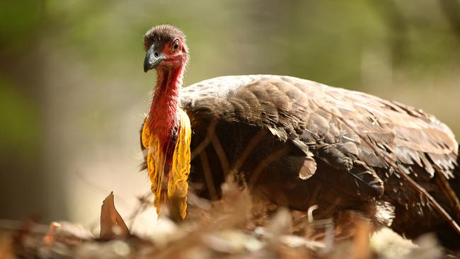 A brush turkey had to be put down after it was found in a Collaroy St suffering two gunshot wounds. Police want to speak to the person responsible. File picture: Joel Carrett