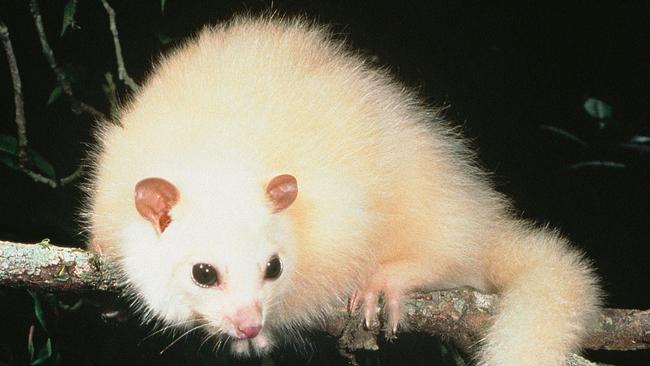 Conservationists hope a new wildlife corridor will help protect the beloved white lemuroid ringtail possum. The mammal is a symbol of Queensland’s Wet Tropics that remains on the brink of extinction. Image: Mike Trenerry.