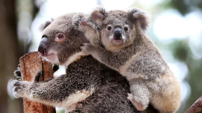 Gold Coast koalas get a grip on mateship at Currumbin Wildlife ...