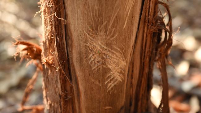 Scratching on a tree claimed to be by a yowie in Darwin.