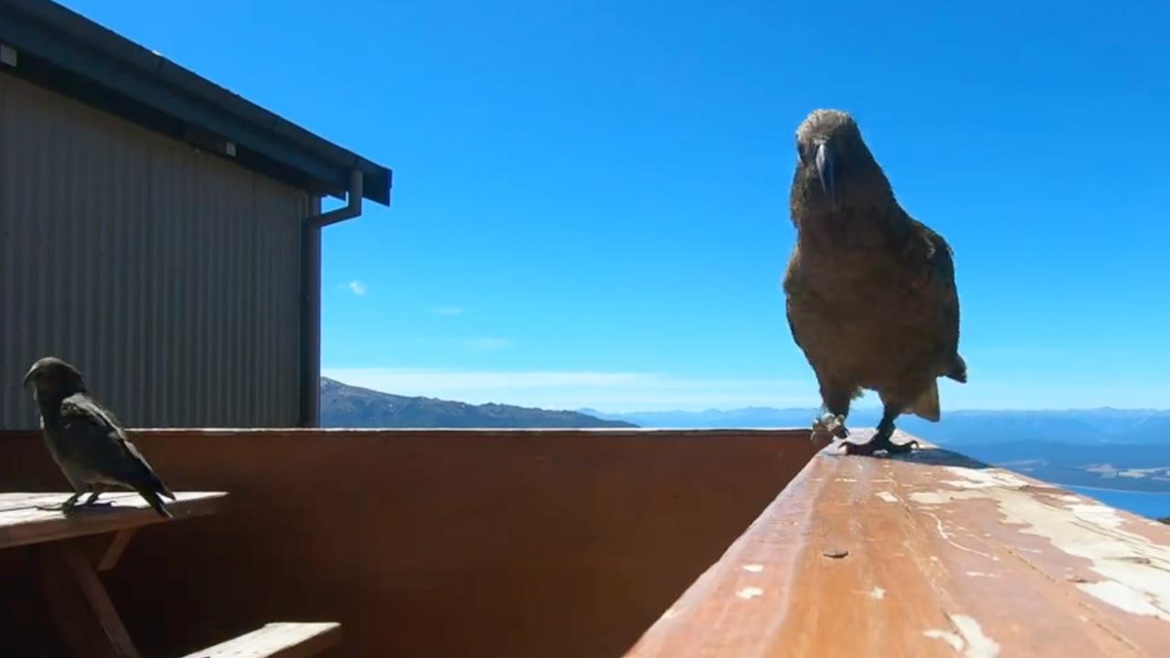 A New Zealand parrot provided a breathtaking, bird’s-eye view of a scenic landscape — after swiping a GoPro camera from a group of hikers.