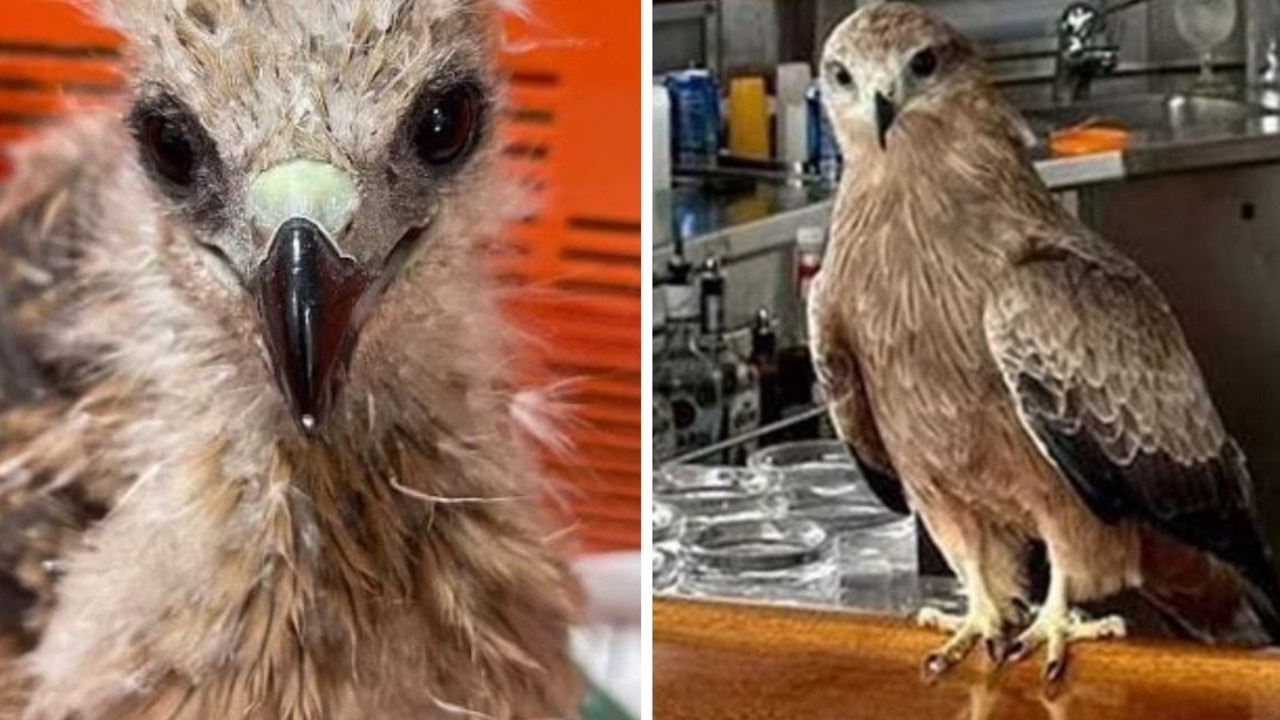 Australian bird Millie from Broome ends up in Bali after sneaking onto ...