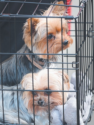 Actor Johnny Depp’s dogs Pistol and Boo learnt the hard way about Australia’s strict animal import rules. Picture: Splash News