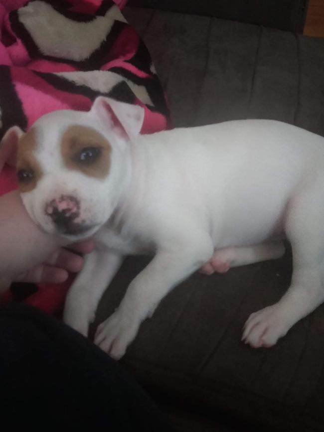 Erin the staffy pup was stolen from Davoren Park on Tuesday. Pictures: Supplied