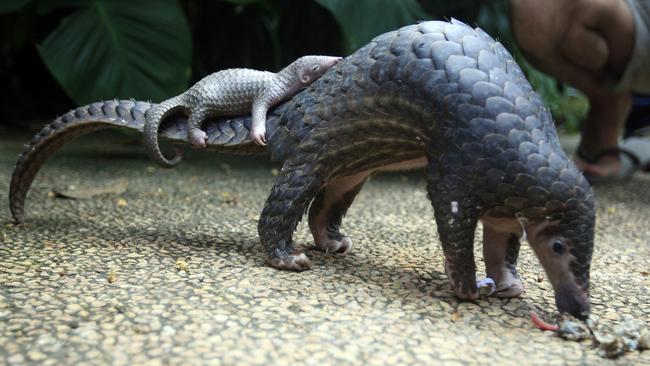 A pangolin and its baby in a Bali zoo. Picture: AP