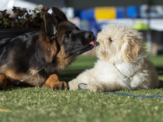 Puppies playing in the ring at The Royal Easter Show. Picture: Justin Lloyd.