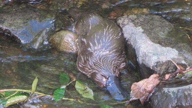 A platypus in the Hobart Rivulet. Picture: ANNETTE TYSON