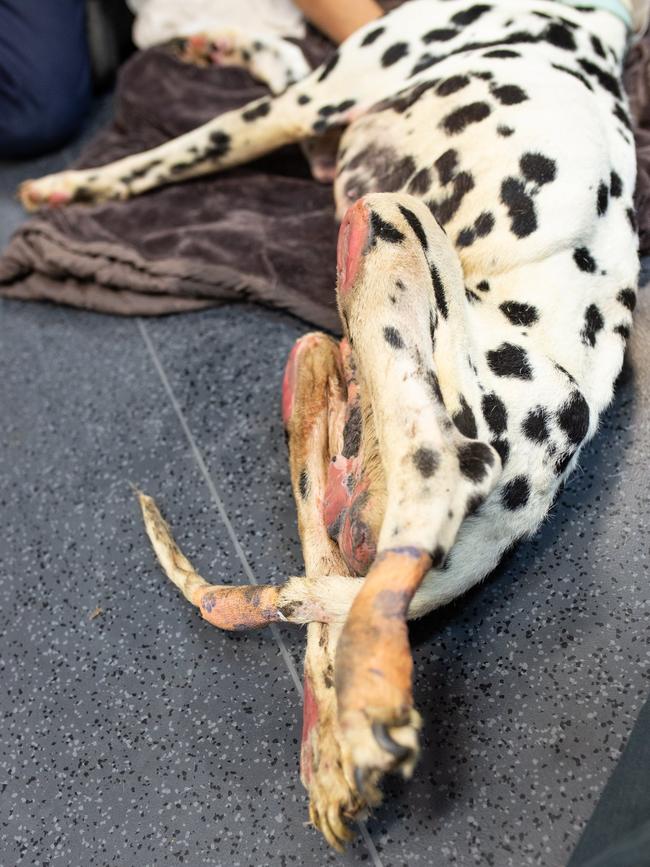 The flesh on Barry’s back legs had been worn to the extent it was nearly showing bone. Picture: RSPCA/Facebook