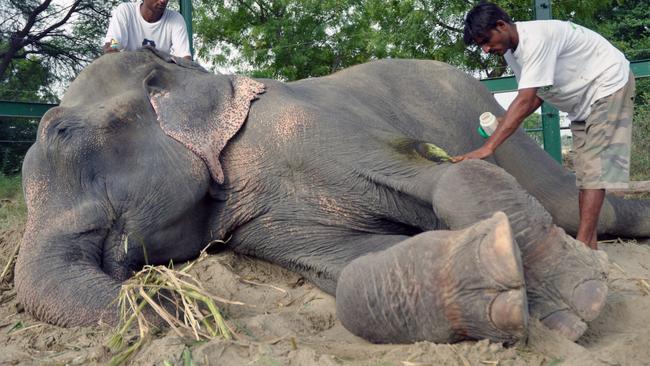 The marks are clear on Raju’s ankles from where he was chained. Credit: Press People/Wildlife SOS