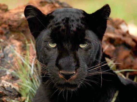 A black panther. Picture: Contributed