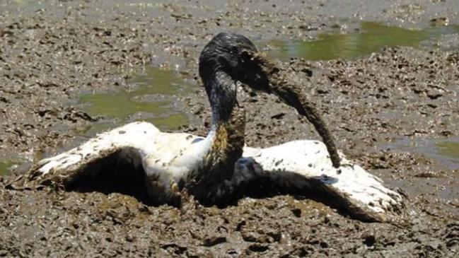 An ibis stranded in mud at Black Swan Lake.