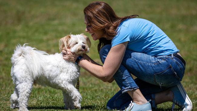 Dog ownership rose 25 per cent between 2019 and 2022, while cat ownership rose by 43 per cent. Picture: Mark Stewart