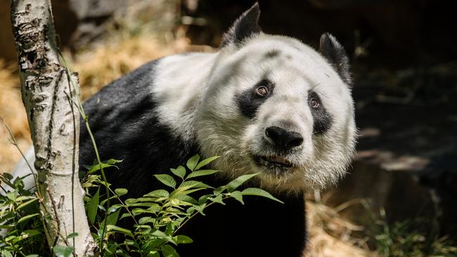 Wang Wang is seen exploring his enclosure at the Adelaide Zoo, in Adelaide. Picture: File