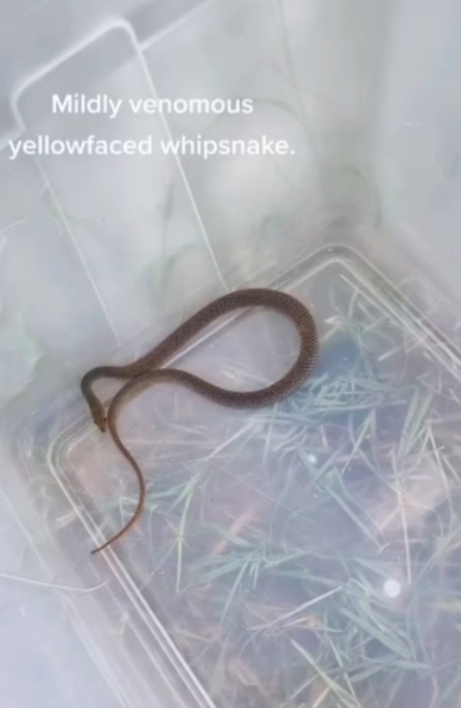 Yellow whip snakes are commonly mistaken for the deadly brown snake. Picture: TikTok