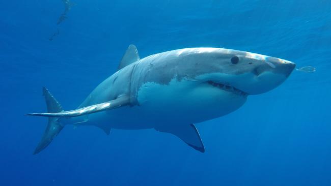 Shark attacks are on the rise on Australia. Picture: Shark Cage Diving