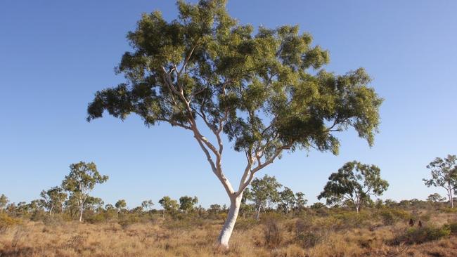 A groundwater dependant ecosystem within Central Australia. Picture: Supplied.