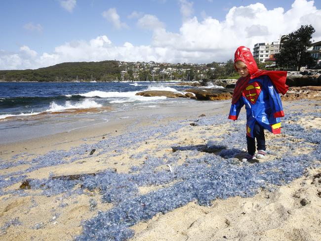 Bluebottles visit Sydney's beaches in droves: Why they arrive each summer