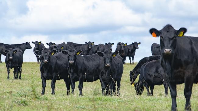 Glenrock is also home to a prime Angus breeding enterprise.