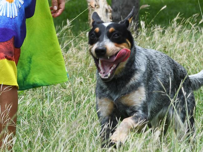 Vestey's Reserve has been proposed as one of five options for a new dog park in Darwin, close to the CBD Natrisha Barnett and her Dog Bella tell us why it is the best option.  Picture Katrina Bridgeford.