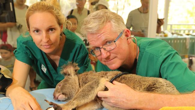 Vet nurse Amy Deboer and Dr Mike Pyne taking care of Sally the six-year-old female koala. Picture Glenn Hampson