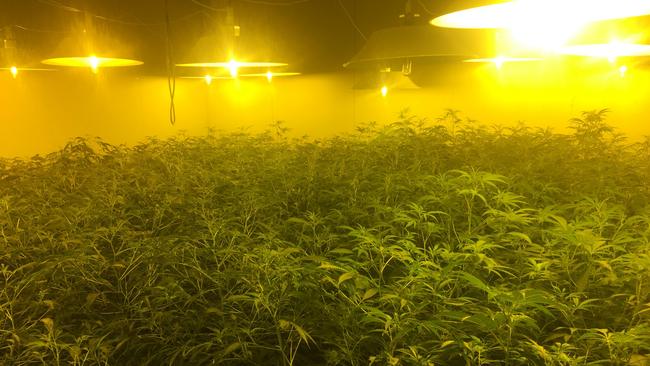 Police have uncovered a hydroponic cannabis crop at Smithfield. Picture: SA Police