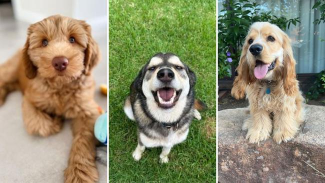 The cutest dogs from across NSW, now vying for the state crown (L-R): Teddy from Clarence Valley, Arlo from the Coffs Coast, and Freddie from Dubbo.