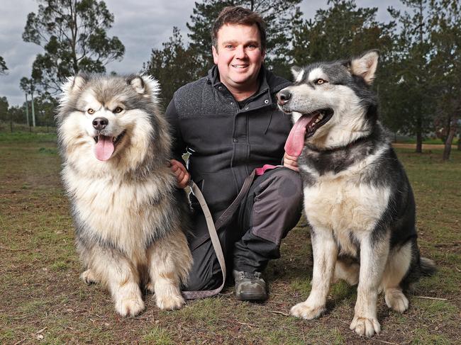 Alex Whitchurch, of Old Beach, with his pure-bred Alaskan malamutes Jet, 1, and Sasha, 2. Picture: ZAK SIMMONDS