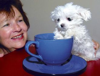 Tea cup outlet maltese terrier