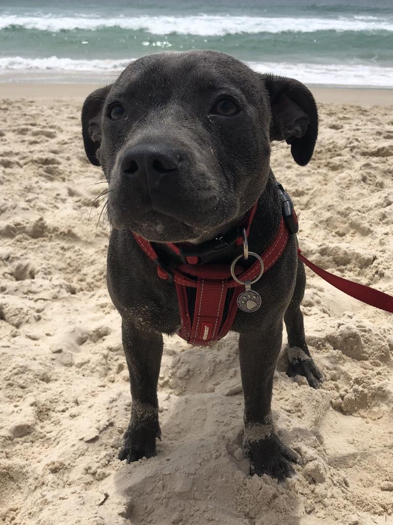 Last day of 2019, enjoying the Dog Beach at Bribie. Shelby taking some time out to relax after meeting lots of other dogs on the sand. Picture: Zina Cavallo