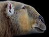 Finished reconstruction of extinct Australian megafauna, Palorchestes. One of a series of developmental illustrations. For Kids News