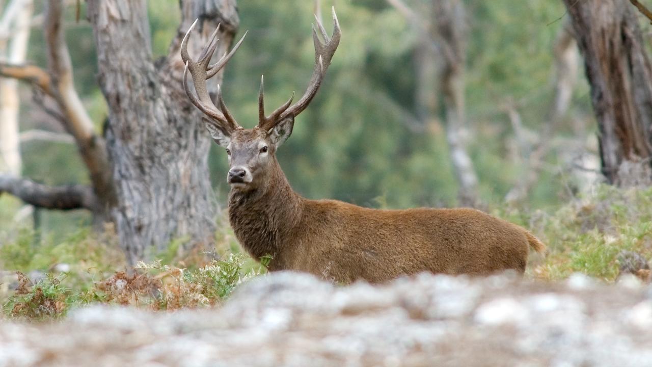 Various rules apply for hunting deer species across Victoria. Picture: Game Management Authority