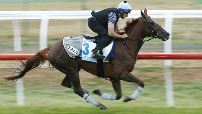 Red Cadeaux does some fast work. Picture: Colleen Petch