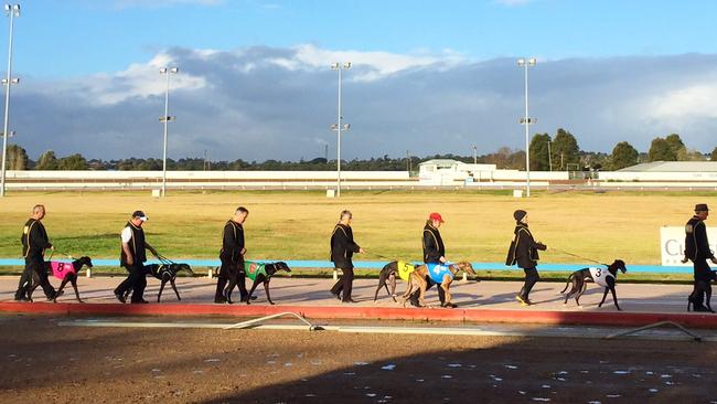 Dogs enter final preparations for the first race at Maitland. Picture: Neil Keene