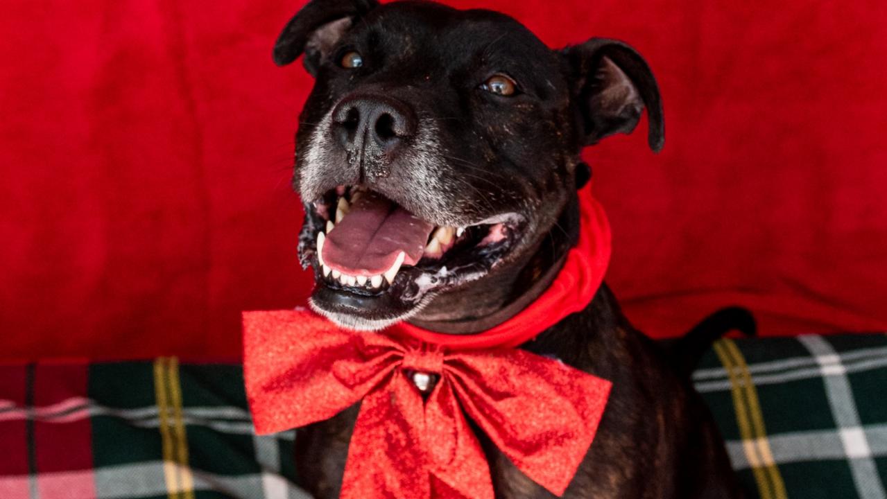 12 Strays Of Christmas: Gold Coast Dogs And Cats Available For Adoption ...