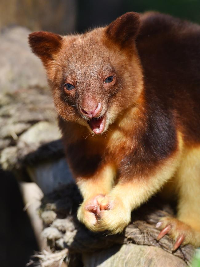 Chimbu and his Mum Mani are part of an international breeding program. Picture: Josie Hayden